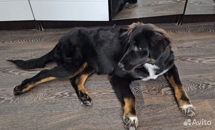 Помесь зенненхунда собака