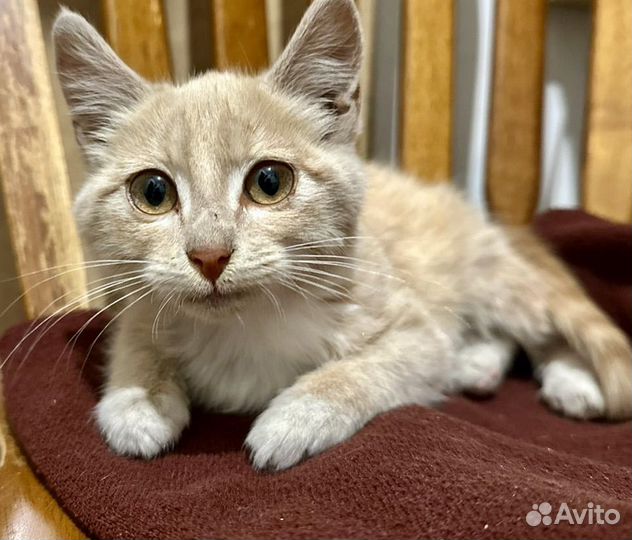 Красавец федор