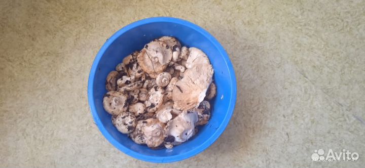 Продам сырые грузди