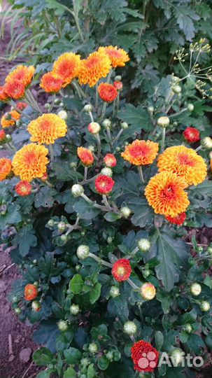 Хризантемы мультифлора