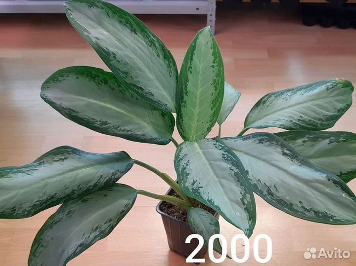 Аглаонемы, филодендрон