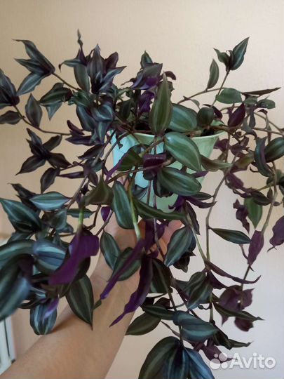 Традесканция зебрина