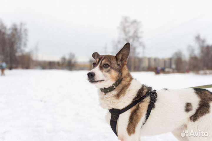 Благородный Рафаэль грустит в приюте без внимания