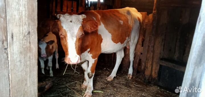 Продам быка