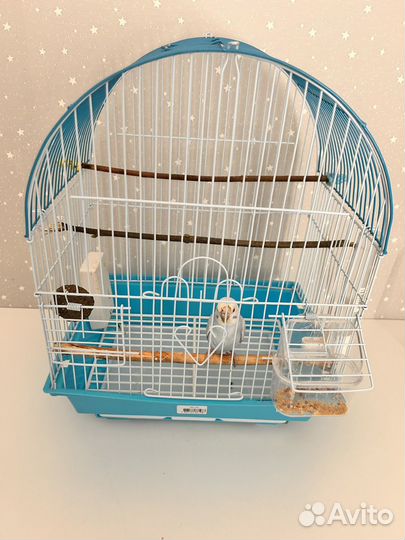 Попугай с клеткой