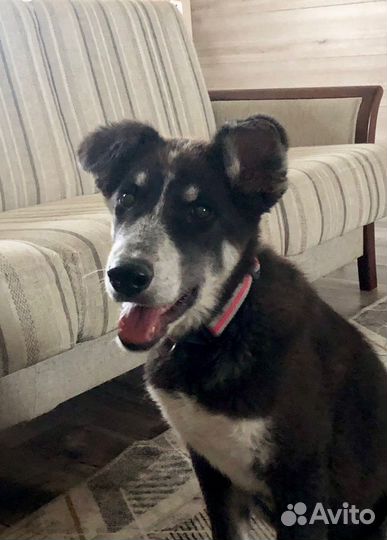 Щенок мальчик Барон 4 мес