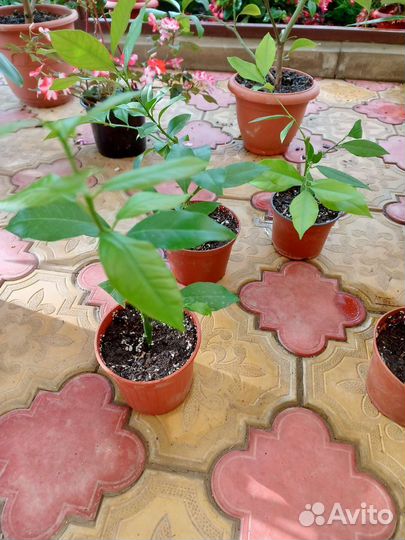 Лимонные деревья