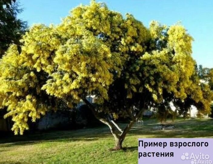 Акация желтая карагана древовидная