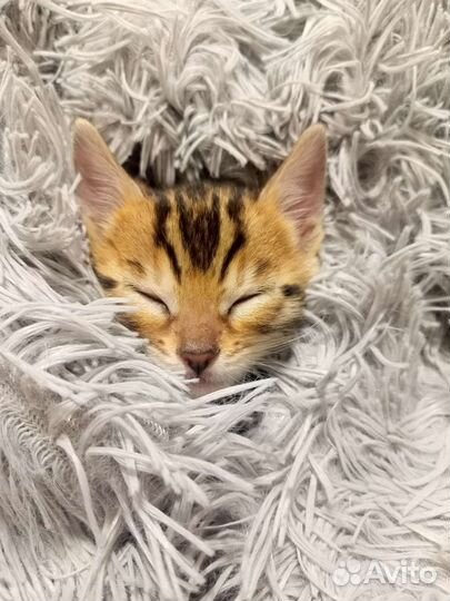Бенгальские котятки. Мини леопардики