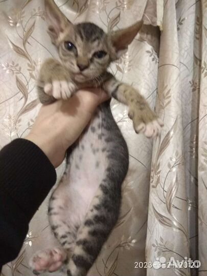 Донской сфинкс велюр котята