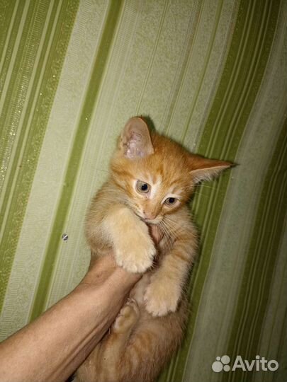 Котëнок на счастье