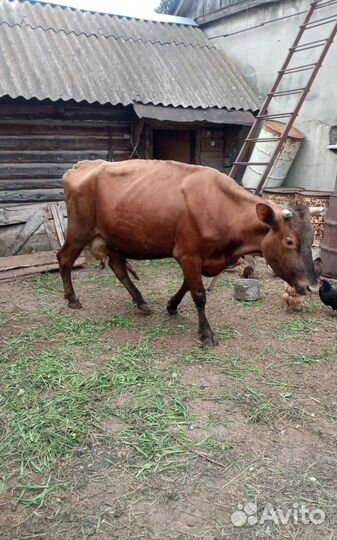 Стельная корова 