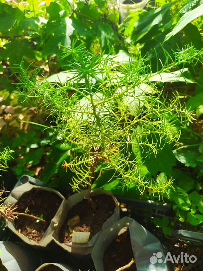 Криптомерия японская/Семена/Саженцы/ф. Элегантная