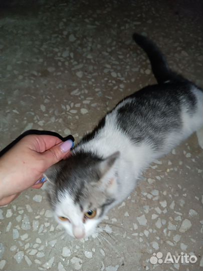 Котята бесплатно
