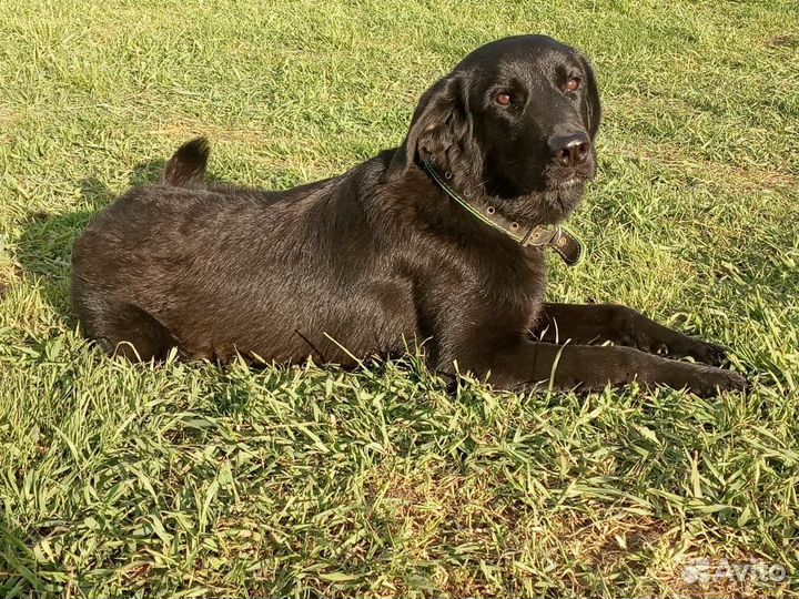 Собака в добрые руки отдам бесплатно