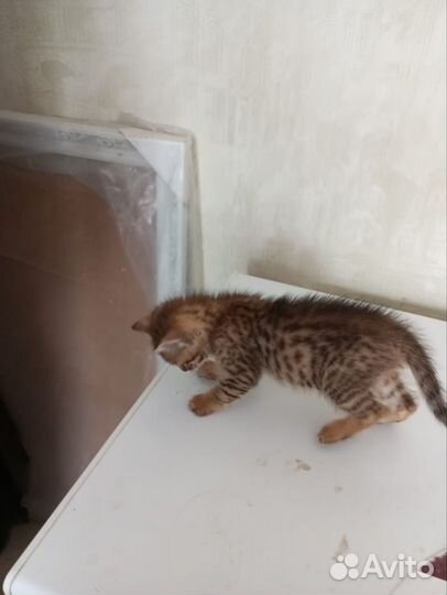 Бенгальская