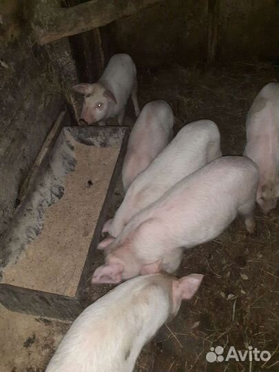 Поросята