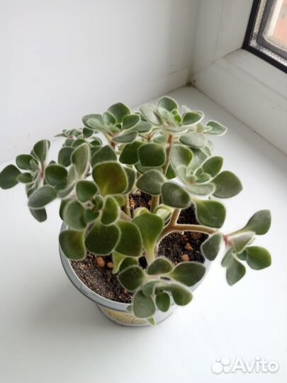 Комнатные растения Аихризон -Дерево любви