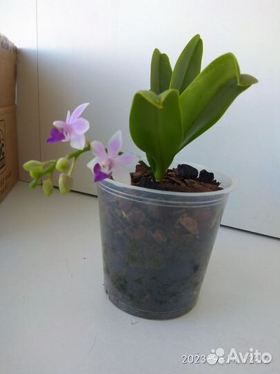 Орхидея Сапфир