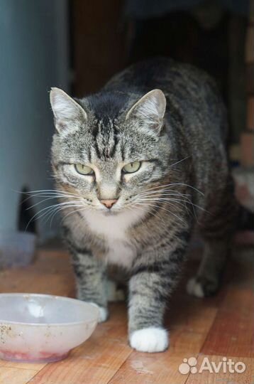 Кот бегемот