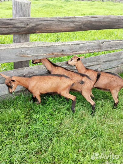 Зааненские козы и Чешские