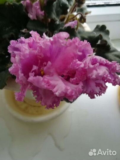 Цветы разные