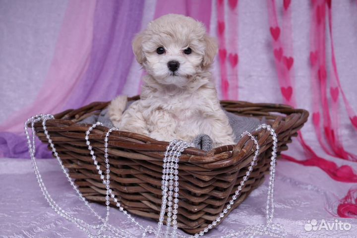 Мальтипу мини