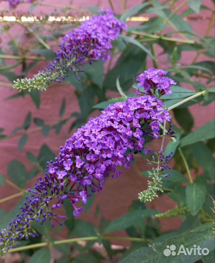 Будлея давида