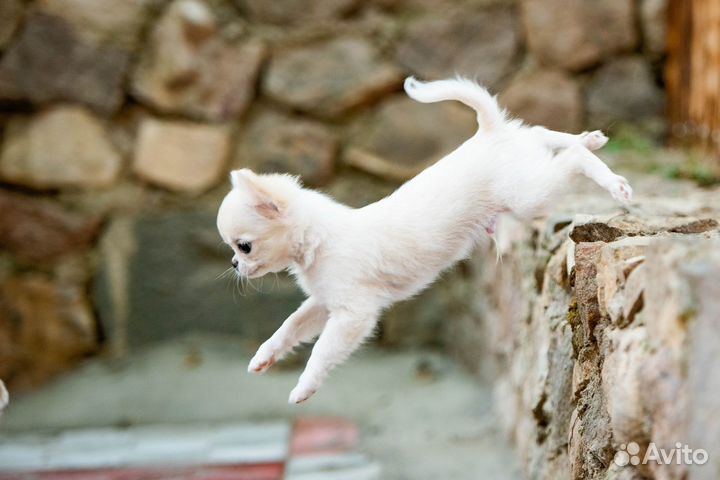 Чихуахуа мальчик