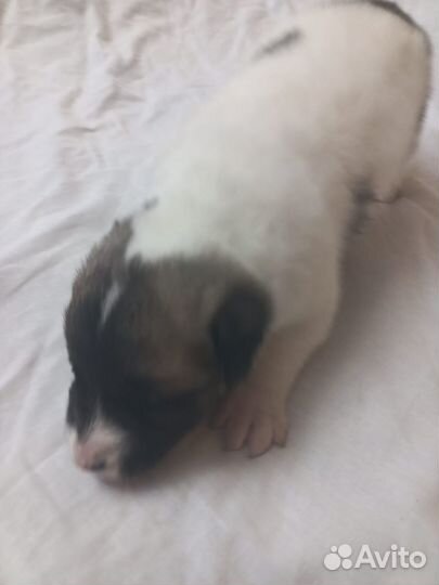 Собаки бесплатно в добрые руки щенки