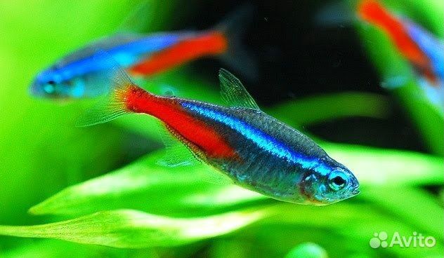 Мотыль-Циклоп-Артемия-Рыбки-Раки-Улитки-Сомы