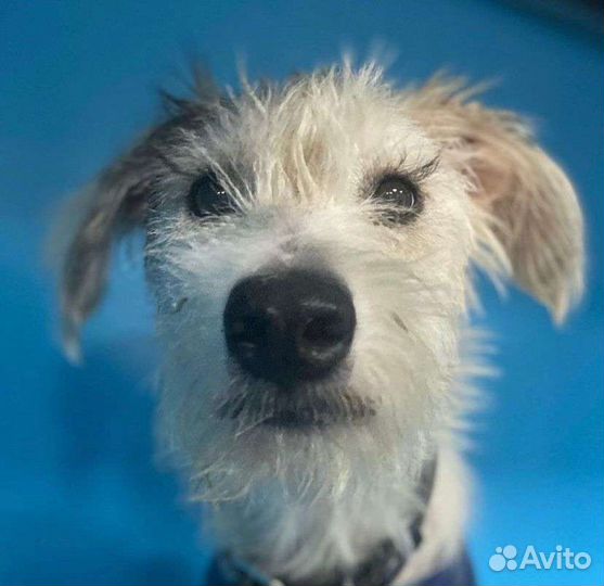 Собака Лана в добрые руки щенок