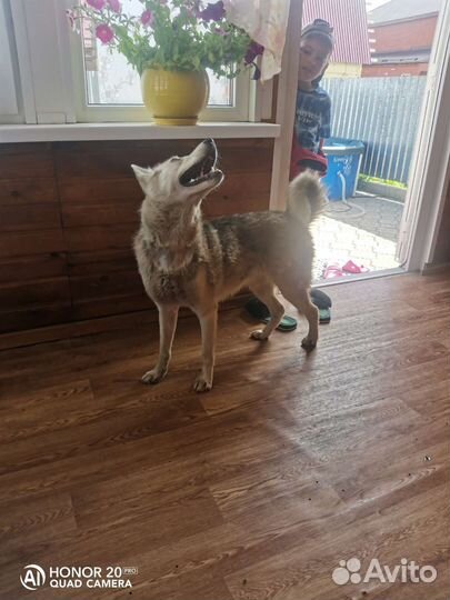 Собаки потеряшки