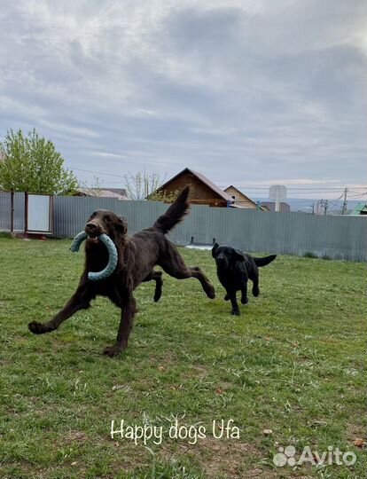 Зоогостиница/передержка для собак 