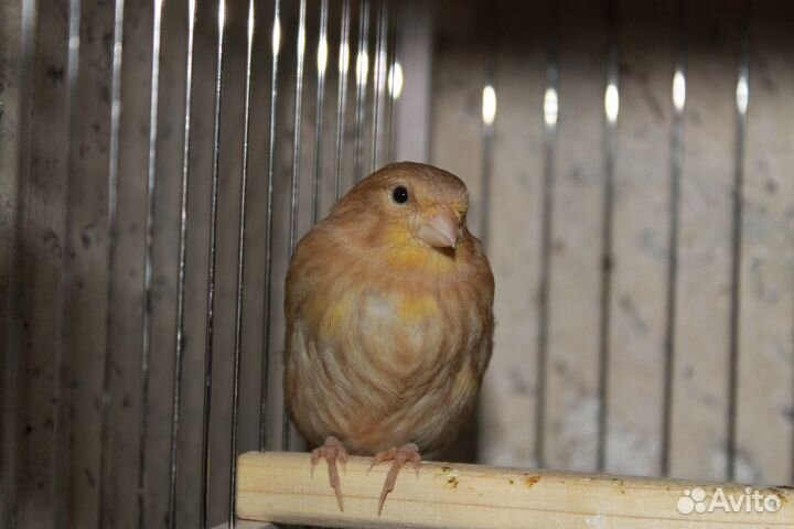 Канарейки. самки