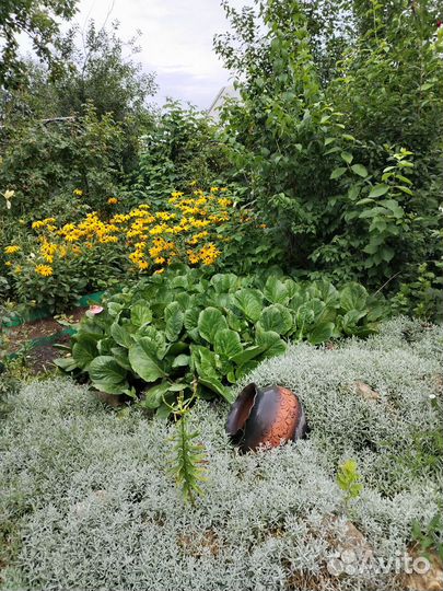 Садовый участок с домом