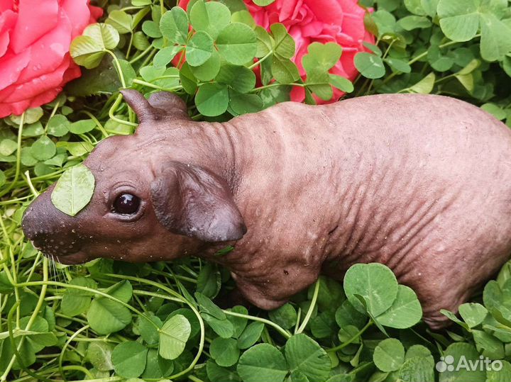 Мини бегемотики. Детки чемпионов