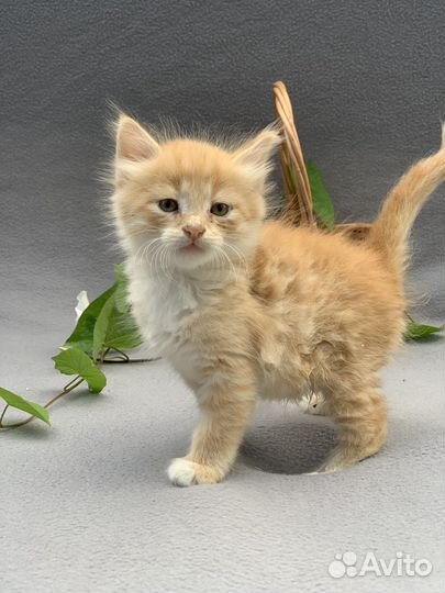 Рыжик 1,5 мес