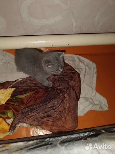 Котята