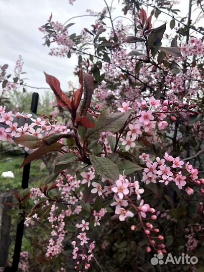 Черемуха Шуберта/Колората