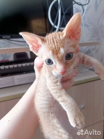 Котенок сфинкс браш