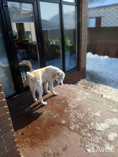 Вязка сао Алабай