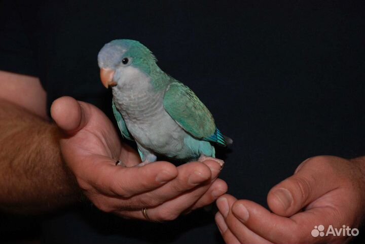 Попугай калита монах