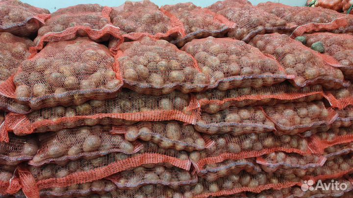 Лук репчатый капуста Марковь свекла картофель