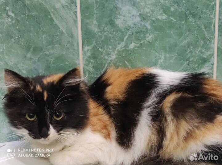 Котёнок девочка трёхцветная