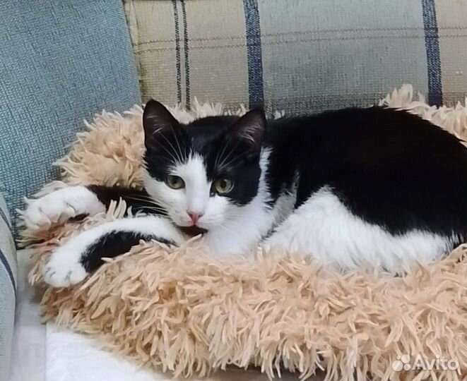 Я изгой в кошачьем прайде