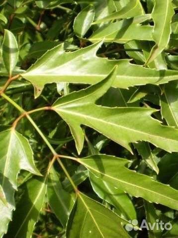 Полисцеас Фрутикоза или Минг