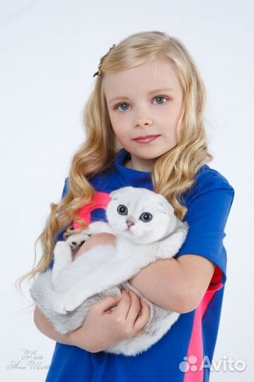 Фотосессия с котятами, маркетплейсы, скоттиш фолд