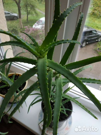 Алоэ древовидный,лечебный