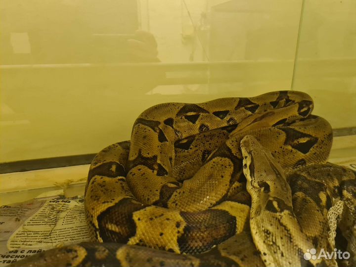 Императорские удавы (motley, normal)